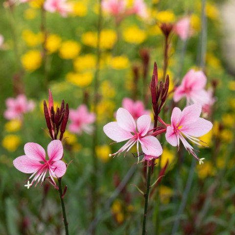 Gaura 'Siskiyou Pink' (Gaura lindheimeri) - sadzonka