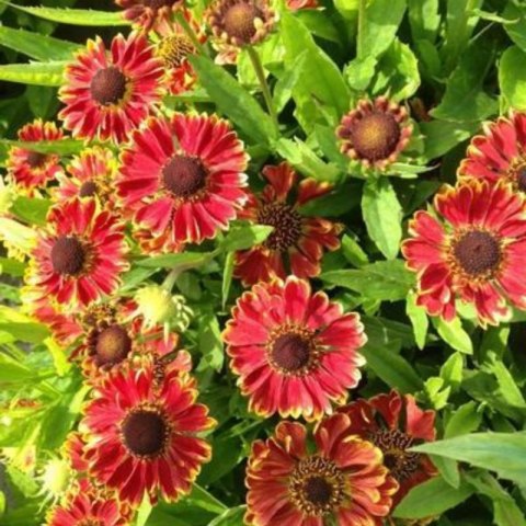 Helenium X Hybridum Bandera Dzielżan Ogrodowy