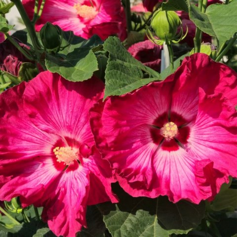 Hibiskus Bagienny - Hibiscus Moscheutos 'Red Jake'