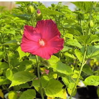 Hibiskus Bagienny - Hibiscus Moscheutos 'Red Jake'