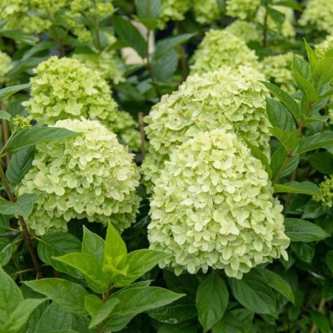 Hortensja bukietowa cytrynowo-limonkowa - sadzonka C3