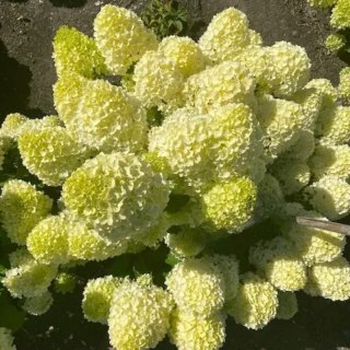 Hortensja bukietowa cytrynowo-limonkowa - sadzonka C3
