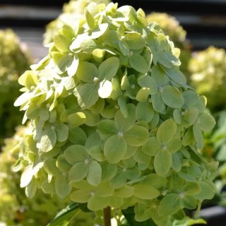 Hortensja bukietowa limonkowozielona C3