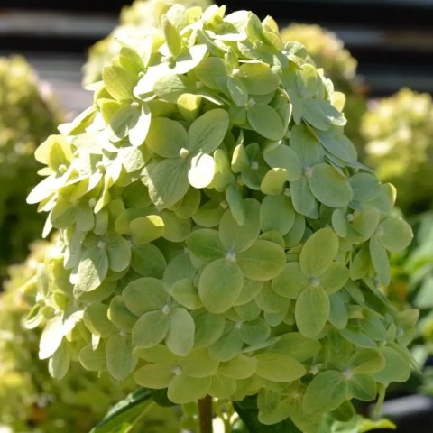 Hortensja bukietowa limonkowozielona C3