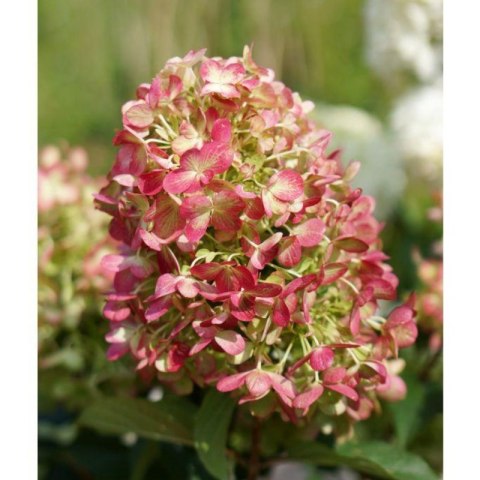 Hortensja bukietowa wielobarwna- C3