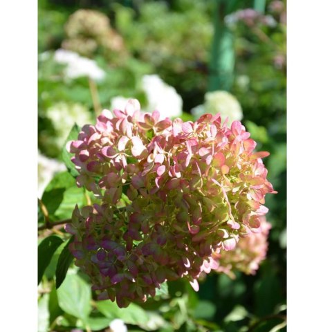 Hortensja bukietowa wielobarwna- C3