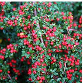 Irga Pozioma - Cotoneaster Horizontalis