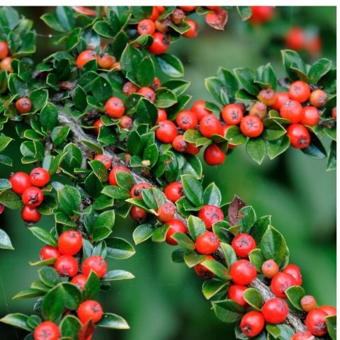 Irga Pozioma - Cotoneaster Horizontalis