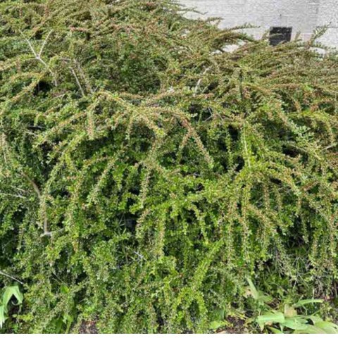Irga Pozioma - Cotoneaster Horizontalis