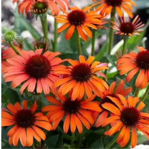 Jeżówka Purpurowa Echinacea Purpurea 'Skipper Orange'