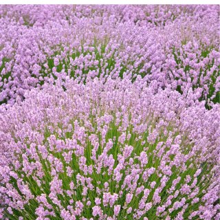 Lavandula Angustifolia Rosea Lawenda Wąskolistna