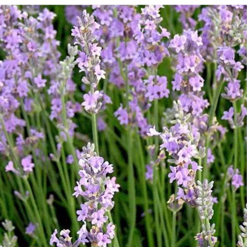 Lavandula Angustifolia Rosea Lawenda Wąskolistna