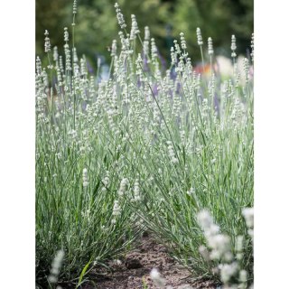 Lavandula X Intermedia Exceptional Lawenda Pośrednia