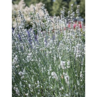 Lavandula X Intermedia Exceptional Lawenda Pośrednia