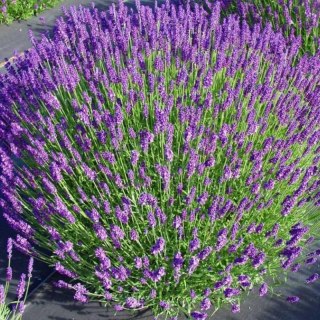 Lawenda Wąskolistna Hidcote Blue - Lavandula Angustifolia 'Hidcote Blue'