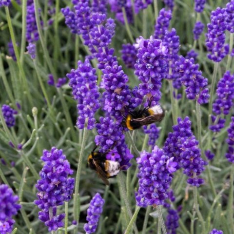 Lawenda Wąskolistna Hidcote Blue - Lavandula Angustifolia 'Hidcote Blue'