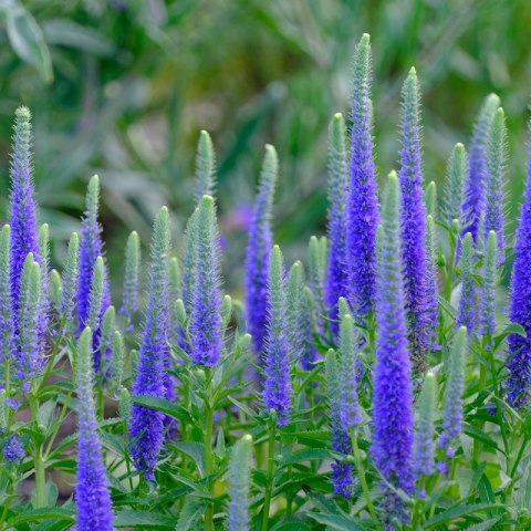 Przetacznik Kłosowy - Veronica Spicata 'High Five'
