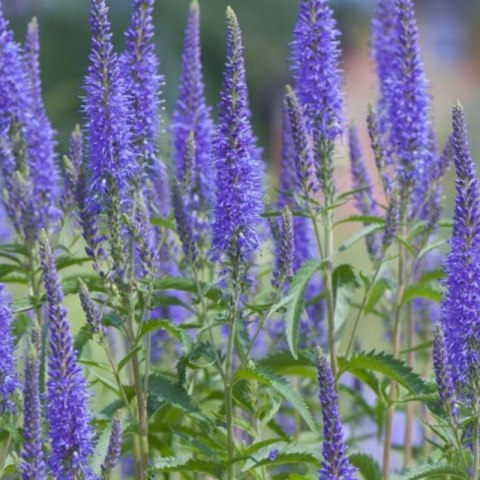 Przetacznik Kłosowy - Veronica Spicata 'High Five'
