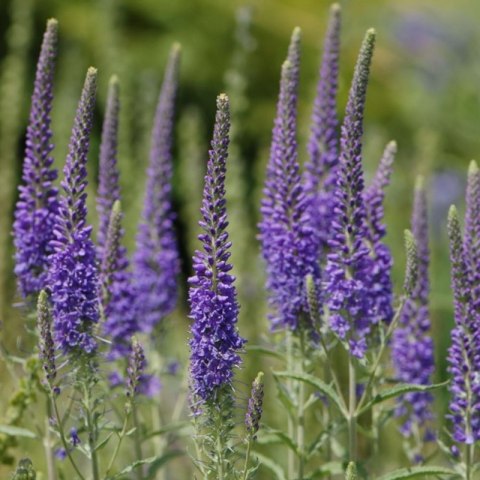 Przetacznik Kłosowy - Veronica Spicata 'High Five'