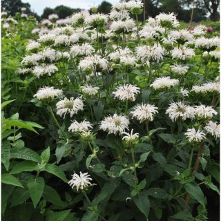 Pysznogłówka 'Bee-Bright' (Monarda hybrida) - sadzonka