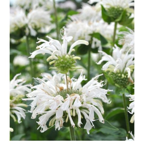Pysznogłówka 'Bee-Bright' (Monarda hybrida) - sadzonka