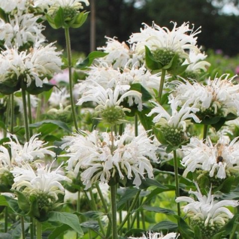 Pysznogłówka 'Bee-Bright' (Monarda hybrida) - sadzonka