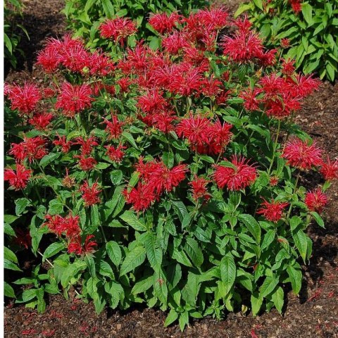 Pysznogłówka 'Fireball' (Monarda didyma) - sadzonka