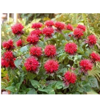 Pysznogłówka 'Fireball' (Monarda didyma) - sadzonka