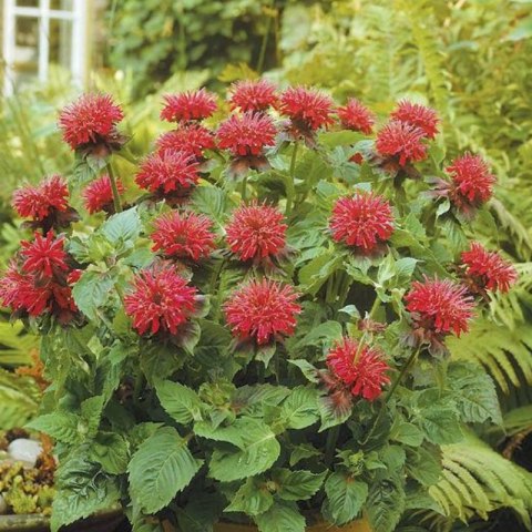 Pysznogłówka 'Fireball' (Monarda didyma) - sadzonka