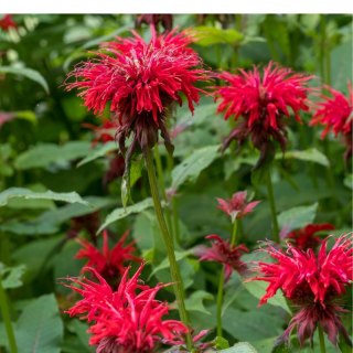 Pysznogłówka 'Gardenview Scarlet' (Monarda hybrida) - sadzonka