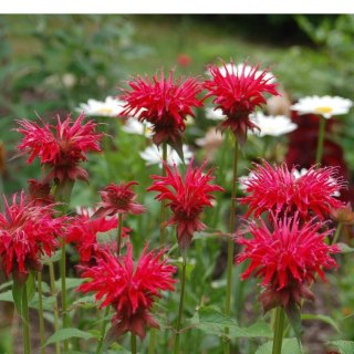 Pysznogłówka 'Gardenview Scarlet' (Monarda hybrida) - sadzonka