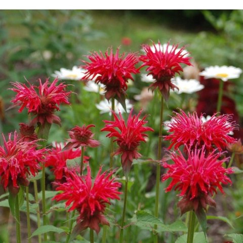 Pysznogłówka 'Gardenview Scarlet' (Monarda hybrida) - sadzonka