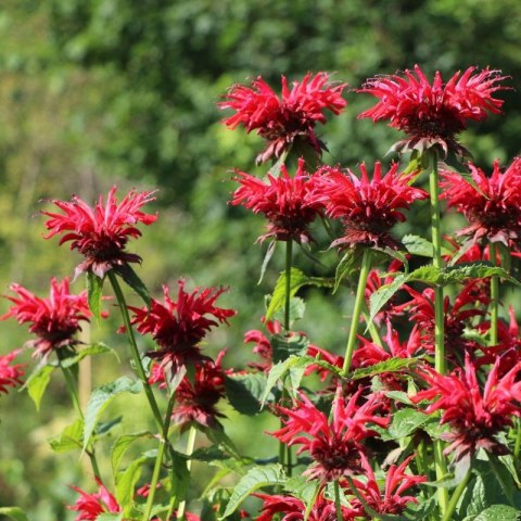 Pysznogłówka 'Gardenview Scarlet' (Monarda hybrida) - sadzonka