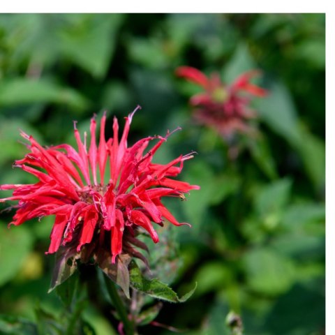 Pysznogłówka 'Gardenview Scarlet' (Monarda hybrida) - sadzonka