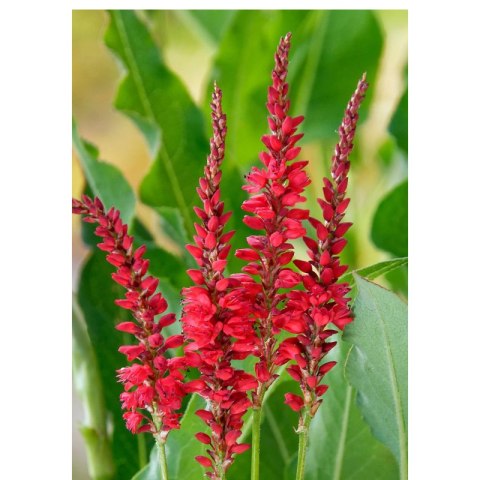 Rdest himalajski 'Ample Vibrant Red' (Persicaria amplexicaulis) - sadzonka