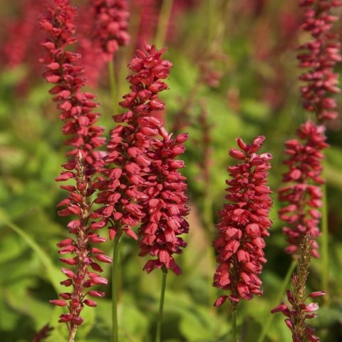 Rdest himalajski 'Ample Vibrant Red' (Persicaria amplexicaulis) - sadzonka
