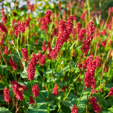 Rdest himalajski 'Ample Vibrant Red' (Persicaria amplexicaulis) - sadzonka