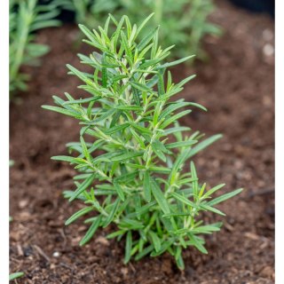 Rozmaryn lekarski (Rosmarinus officinalis) - sadzonka