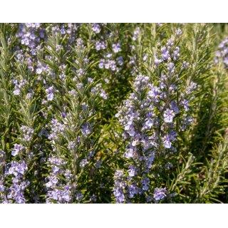 Rozmaryn lekarski (Rosmarinus officinalis) - sadzonka