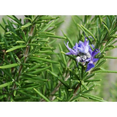 Rozmaryn lekarski (Rosmarinus officinalis) - sadzonka