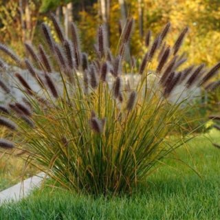 Rozplenica Japońska - Pennisetum Alopecuroides 'Red Head'