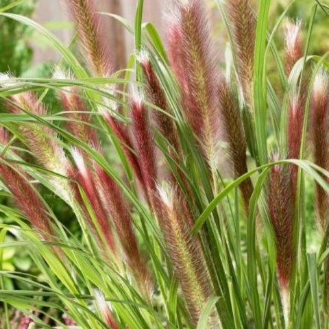 Rozplenica Japońska - Pennisetum Alopecuroides 'Red Head'