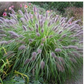Rozplenica Japońska - Pennisetum Alopecuroides 'Viridescens'