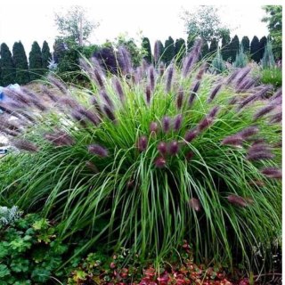 Rozplenica Japońska - Pennisetum Alopecuroides 'Viridescens'