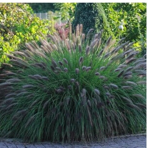 Rozplenica Japońska - Pennisetum Alopecuroides 'Viridescens'