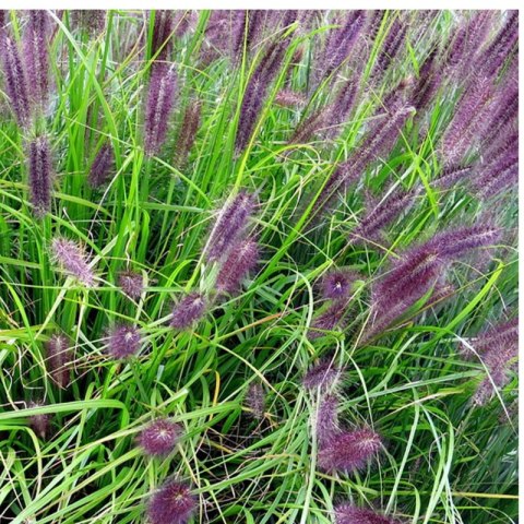 Rozplenica Japońska - Pennisetum Alopecuroides 'Viridescens'
