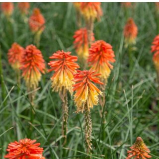 Trytoma Groniasta 'Poco Daybreak' - Kniphofia 'Poco Daybreak'