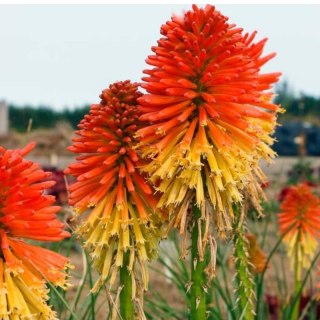 Trytoma Groniasta 'Poco Daybreak' - Kniphofia 'Poco Daybreak'