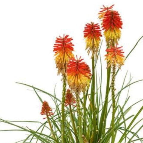 Trytoma Groniasta 'Poco Daybreak' - Kniphofia 'Poco Daybreak'