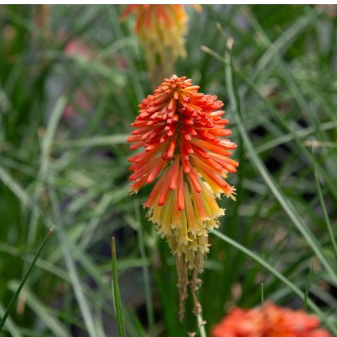 Trytoma Groniasta 'Poco Daybreak' - Kniphofia 'Poco Daybreak'